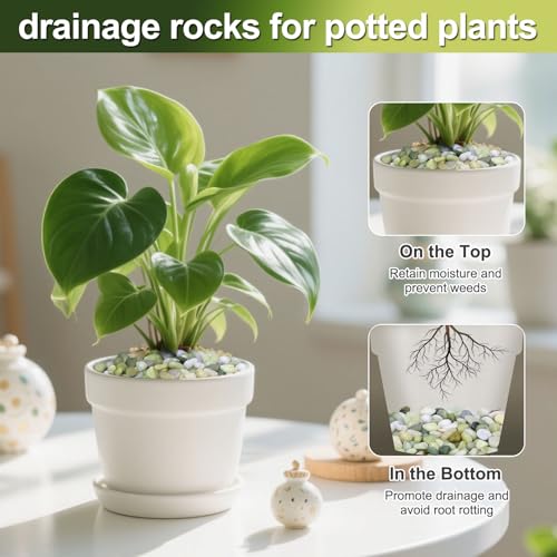 10lb Small Pebbles for Indoor Plants