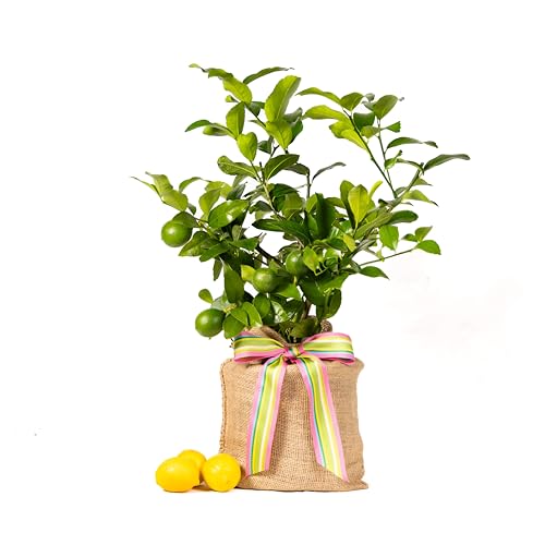 Happy Birthday Meyer Lemon Gift Tree by The Magnolia Company (Medium / BIRTHDAY PLAID)