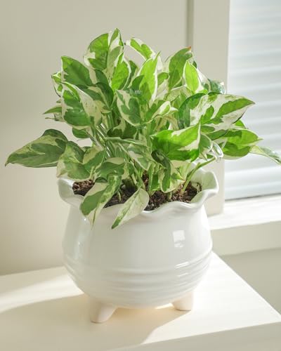 Ceramic Planter (2pcs White)