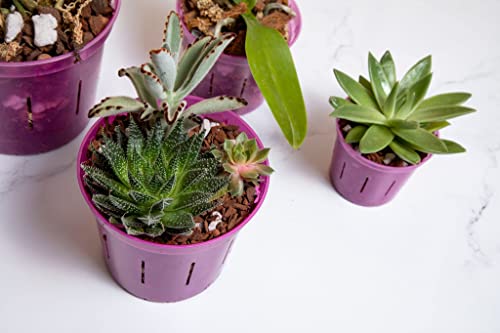 Cactus & Succulent Food (8 Ounce)