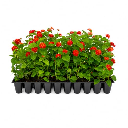 Lantana Dallas Red (2 Inch / 3 Plants)