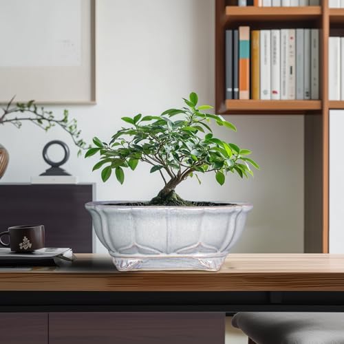 11 Inch Bonsai Pots (11 Inch / Oval Grey)