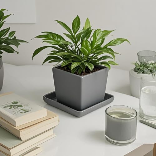 Square Plant Saucer 4 Inch 2 Pack