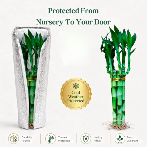 Lucky Bamboo Live Plant