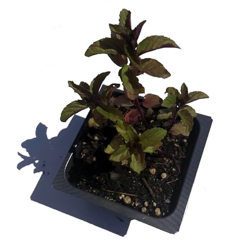 Organic Chocolate Mint Live Plant