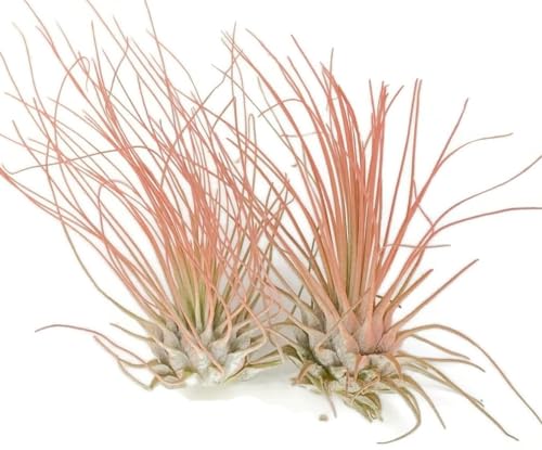 Thin Air Plant