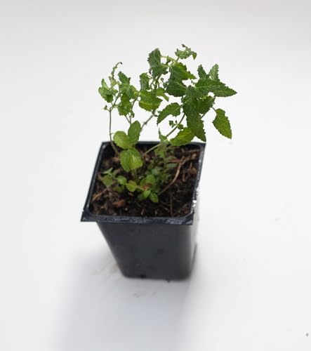 Organic Live Strawberry Mint Plant