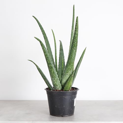 Live Aloe Vera Plant (Nursery Pot (6" Pot))
