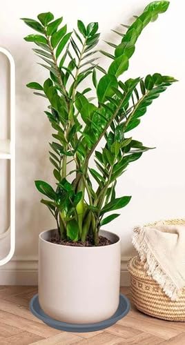 2 Pack of 19 inch Plant Saucer