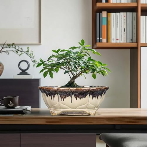 Ceramic Bonsai Tree Pots (11 Inch / Oval Beige-brown)