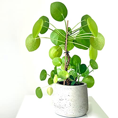 Natural Bamboo Garden Stakes (20 Count)