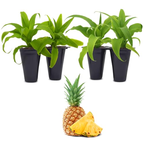 Pineapple Plant Elite Gold (4 Count)