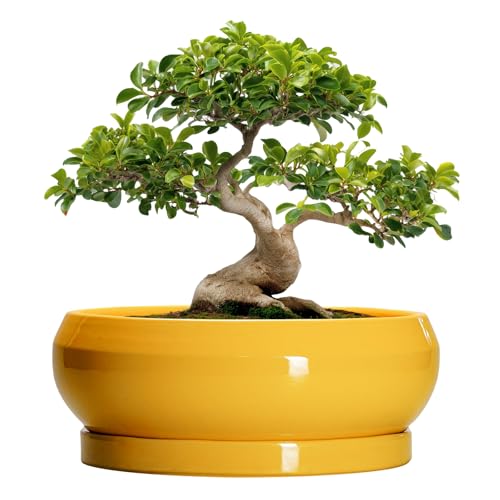 Ceramic Bonsai Pots (13 Inch / Bright Yellow)