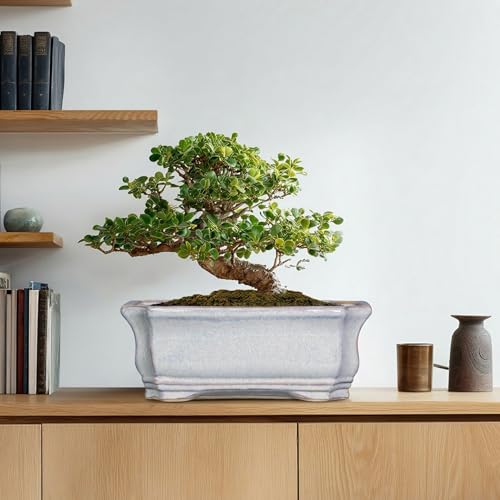 Bonsai Pots Ceramic (13.5 Inch / Rectangular Grey)
