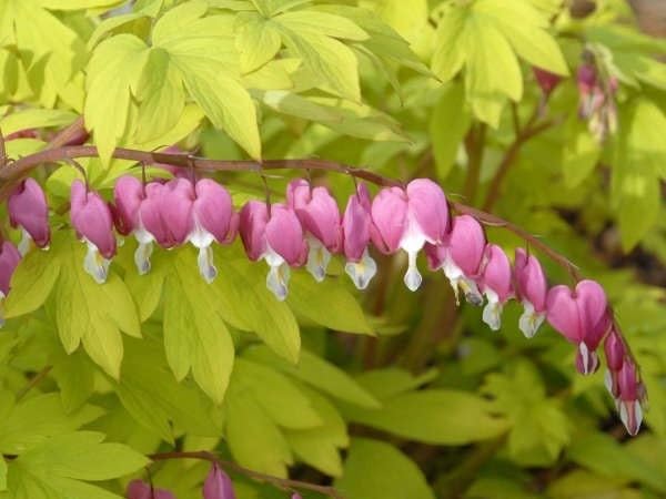 Live Perennial Plants (10 Pots)