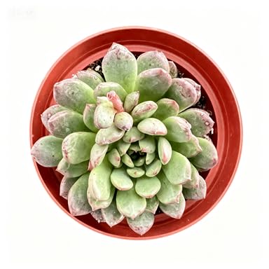 Sedeveria Pink Ruby (Sedeveria Pink Ruby)
