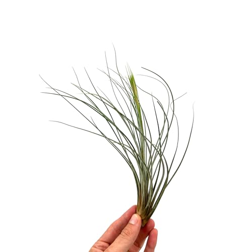 Air Plants Tillandsia Juncea (2 Count)