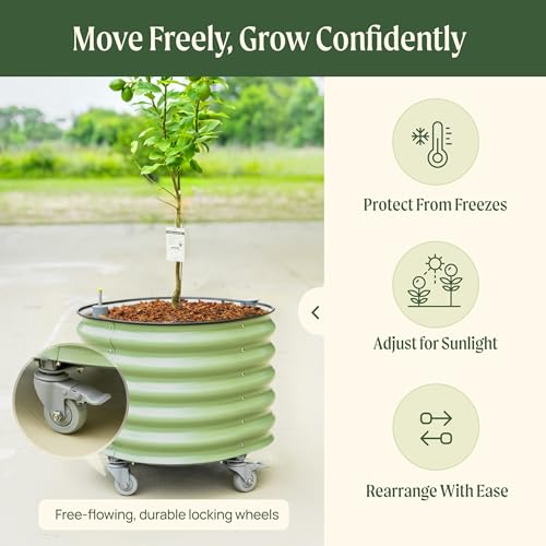 Rolling Citrus Tree Planter Gen 3 (Pearl White / 30 Gallon)