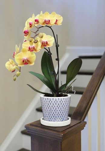 Small Ceramic Pots for Plants (Blue & White)