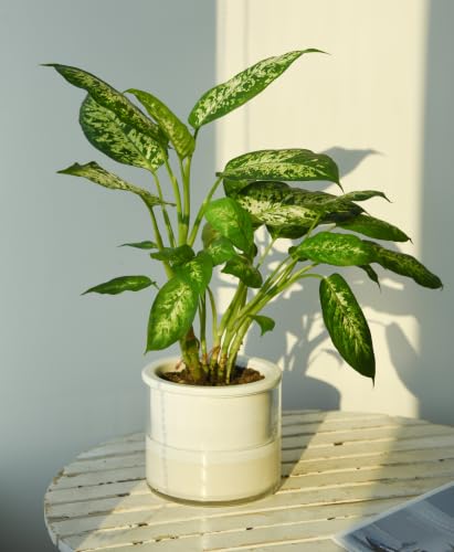 6 Inch Self Watering Planter (6" (1 Pack) / White)