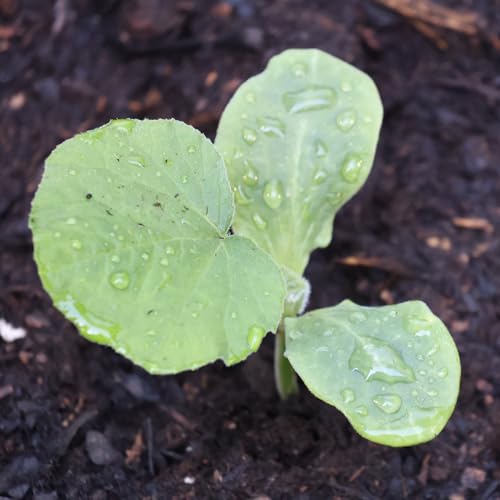 Herb Seeds to Plant Curly Parsley (5 Packs)