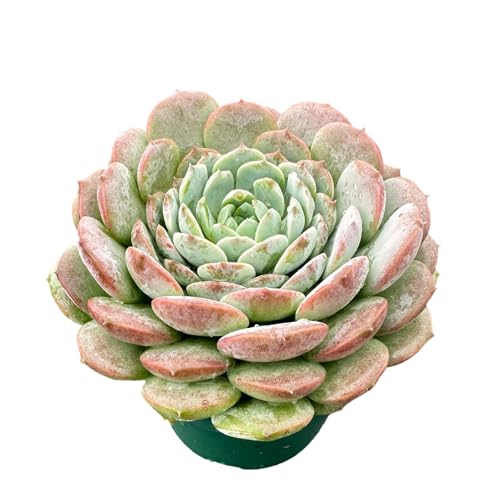 Echeveria 'Amazing Grace' (Echeveria 'Amazing Grace')