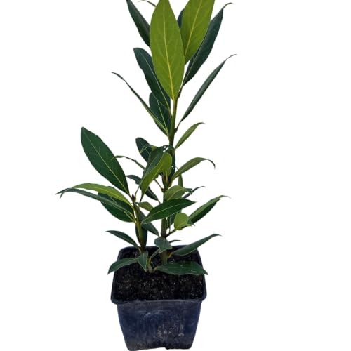 Daisy Ship Bay Laurel Culinary Herb (1 × 4-in cup / bayleaf-standard)