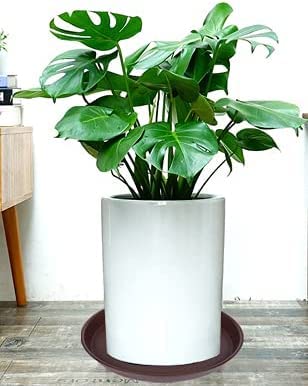2 Pack of Bird Bath Bowl 12"
