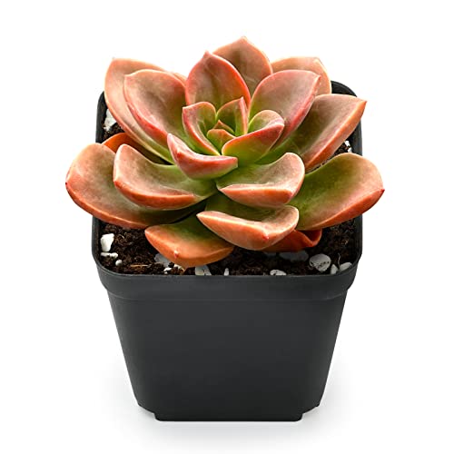 Echeveria Melaco (Echeveria Melaco)