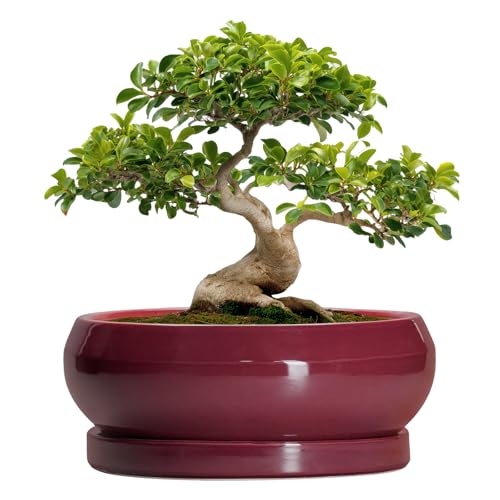 Bonsai Tree Pots 13 Inch (13 Inch / Wine Red)