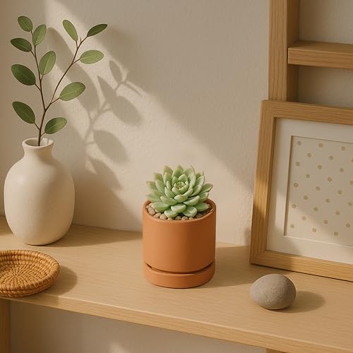 2 Pack Terracotta Plant Pots with Saucers (XX-Small 3 Inch)