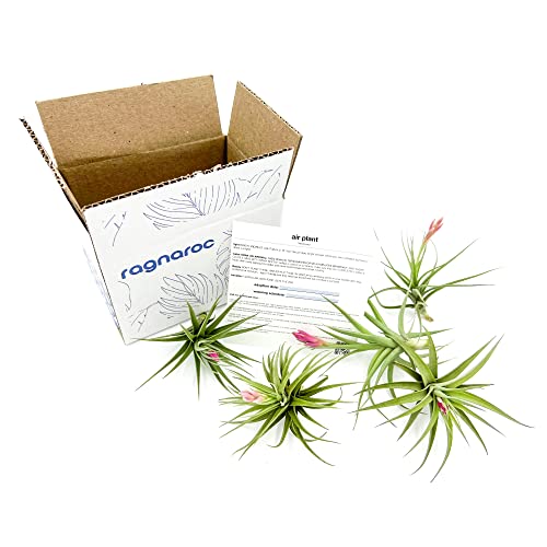 Air Plants Flowering Tillandsia Aeranthos (5 Pack / Aeranthos)