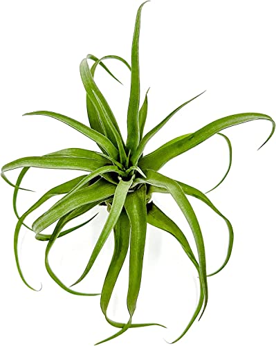 Live Air Plants (5 Pack / Jumbo)