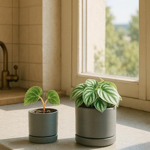 2 Pack Ceramic Pots & Saucers (2 Count)