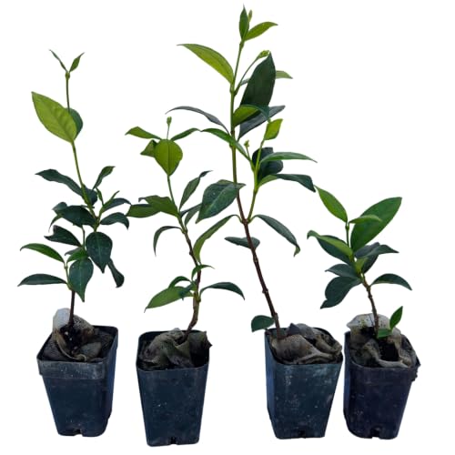 Daisy Ship Star Jasmine Fragrant Climber (4 × 2-in cups / jasmine-star)
