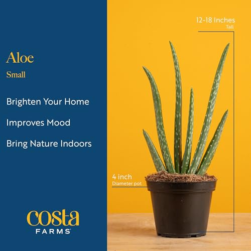 Aloe Vera Live Indoor Plant (Aloe Vera, 10-12 Inches Tall, in Grower's Pot, 2-Pack)