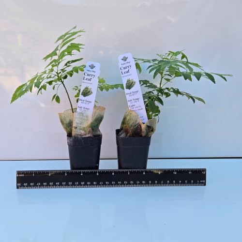 Daisy Ship Curry Leaf Plant Live Murraya Koenigii (2-Pack (Cup) / curry)