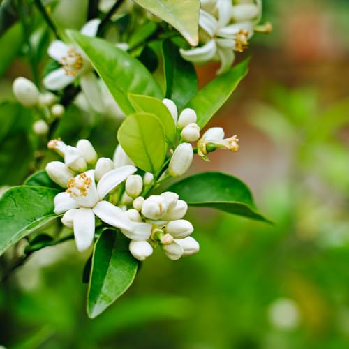 Nules Clementine Tree