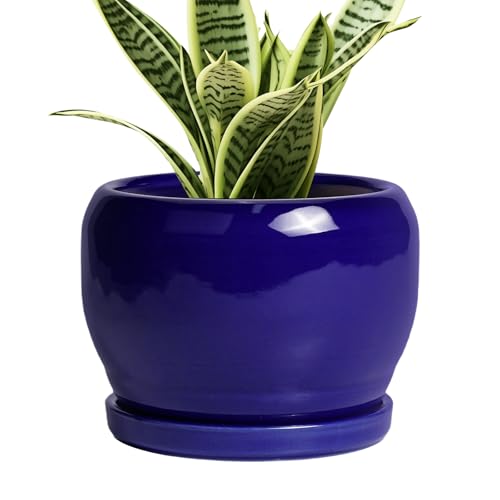 Ceramic Planters for Indoor Plants