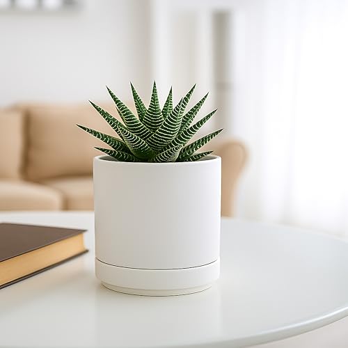 2 Pack Ceramic Pots with Saucers (2 Count)