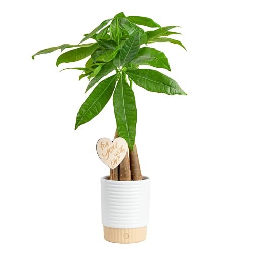 Money Tree Live Indoor Plant (Money Tree, Medium (16 Inches Tall) in Decorative Planter)