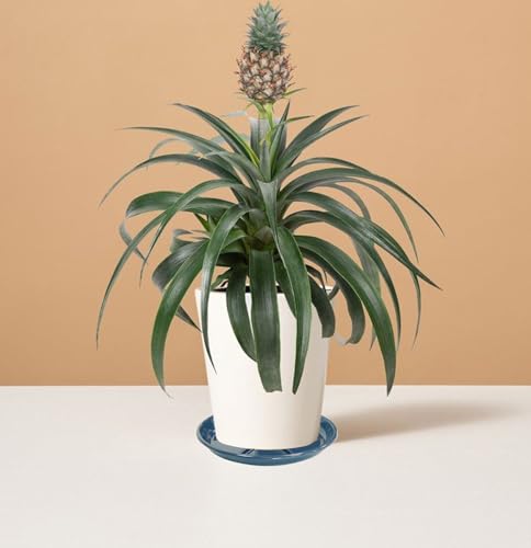 2 Pack of Plant Saucer 10 inch (10in*2 / Blue)