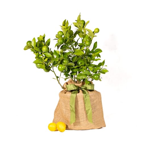 Meyer Lemon Gift Tree