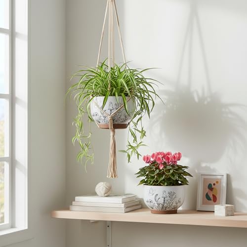 Terracotta Pots (6 Inch - 1 Pack / Cottage)