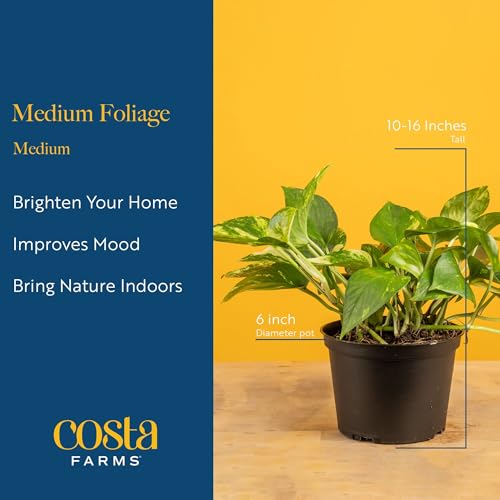 Live Indoor Plant Variety Pack (Medium (12-16 Inches Tall) / 6-Pack)