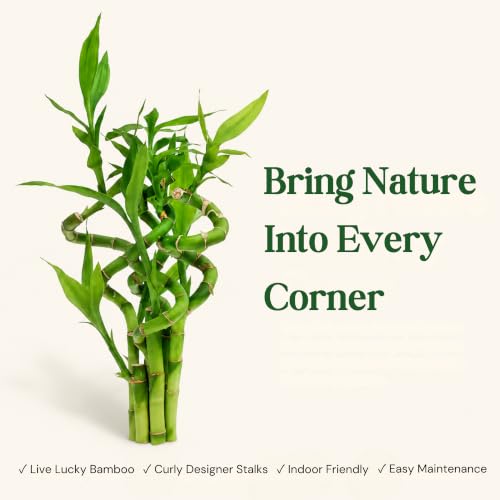Lucky Bamboo Live Plant