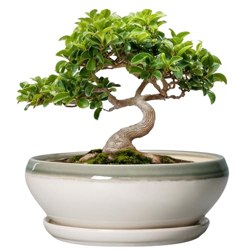 Bonsai Tree Pots (8 Inch / Grey-white)