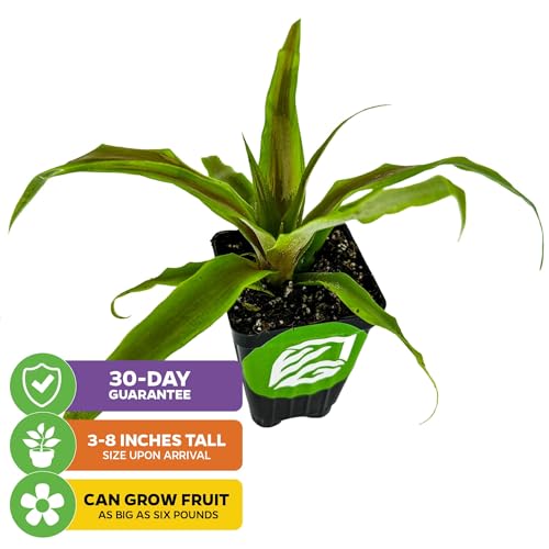 Sugarloaf Pineapple (Sugarloaf)