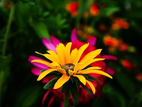 Live Perennial Plants (2 Pots)