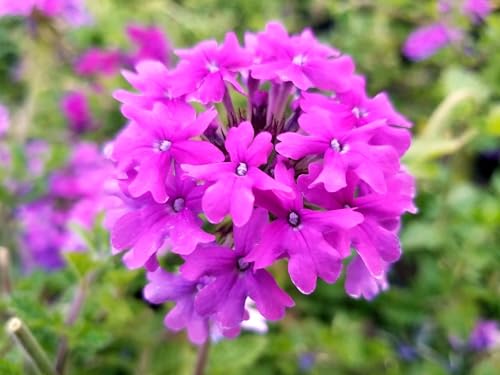 Live Perennial Plants (3 Pots)